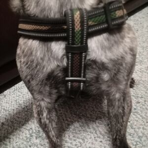 Dog harness  small.